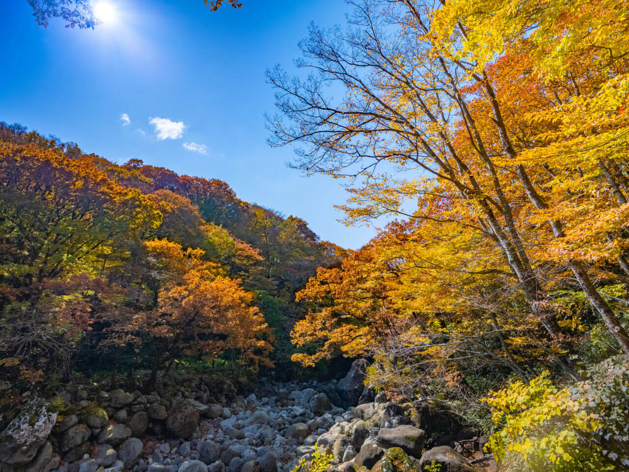 오목교 단풍